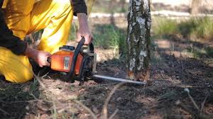 How Our Tree Care Process Works  in  Waldo, AR