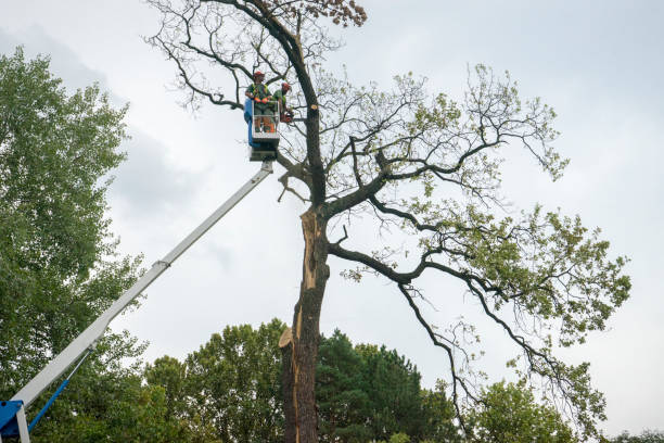 Waldo, AR  Tree Services Company